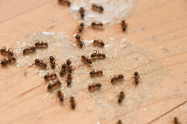 Best Pest Prevention Services  in Malvern, OH