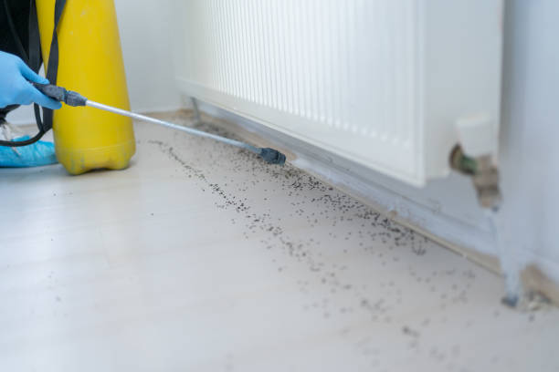 Best Wasp Removal Services  in Malvern, OH